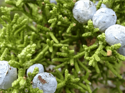 Cedar Fever – What Is It, and How Can You Cope?